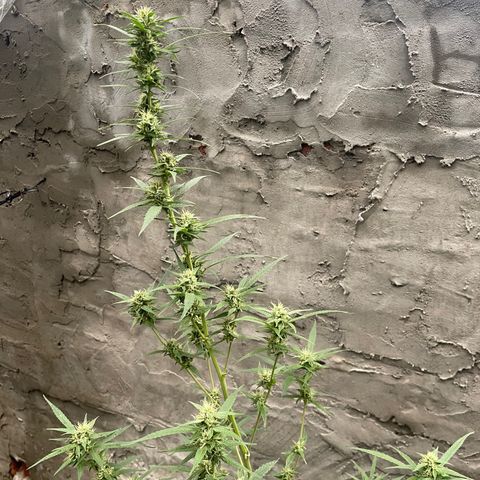CBD Express growlog timeline photo