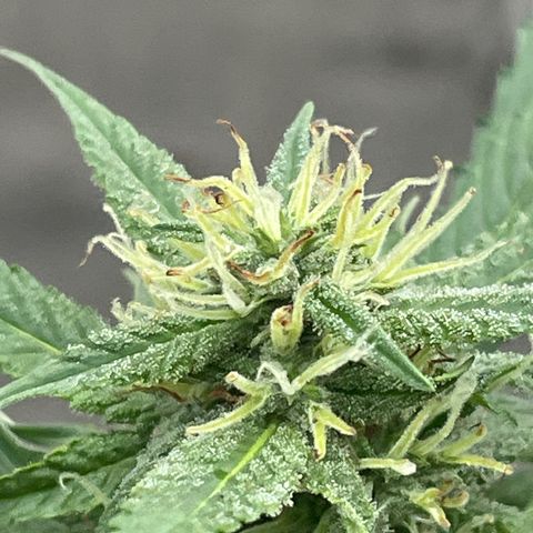 CBD Express growlog timeline photo