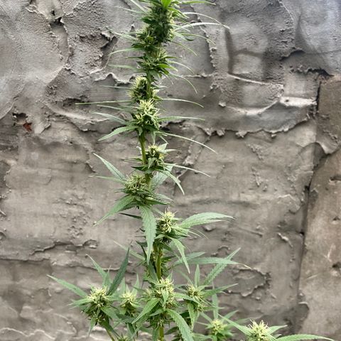 CBD Express growlog timeline photo