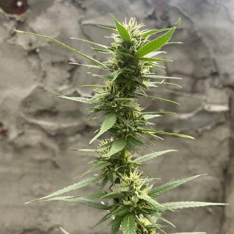 CBD Express growlog timeline photo
