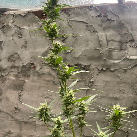 CBD Express growlog timeline photo