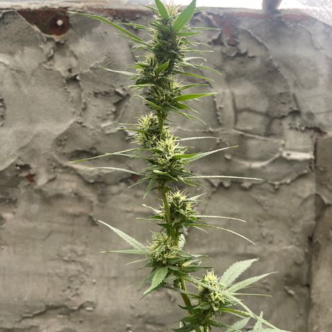 CBD Express growlog timeline photo