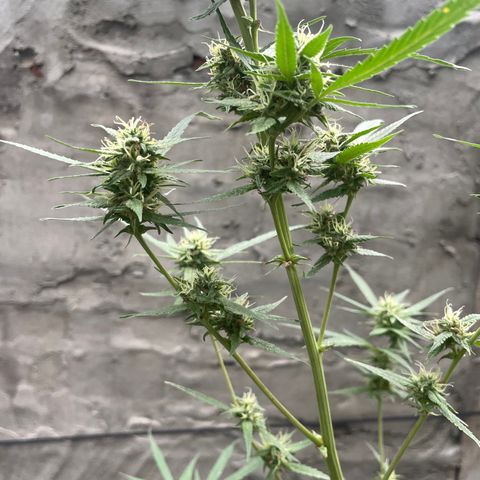 CBD Express growlog timeline photo