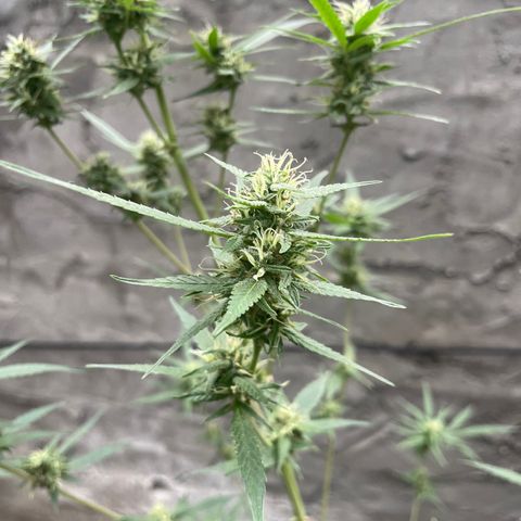 CBD Express growlog timeline photo
