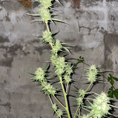 CBD Express growlog timeline photo