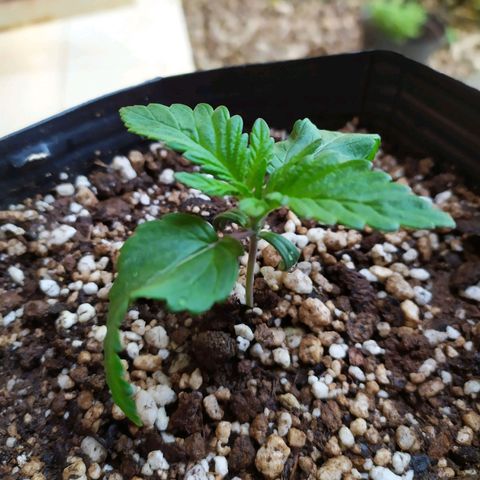 OK3 growlog timeline photo