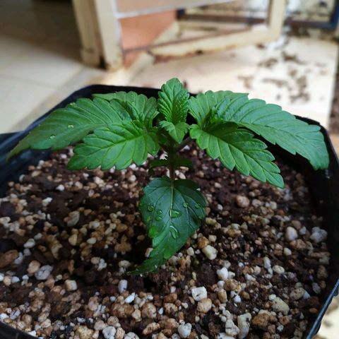 OK3 growlog timeline photo