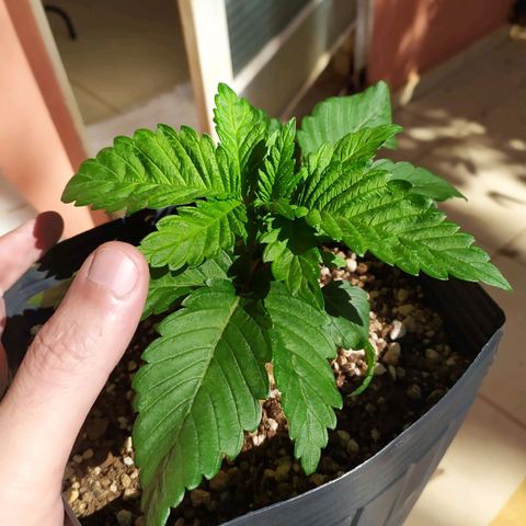 OK3 growlog timeline photo