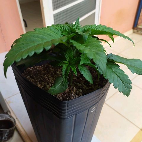 OK3 growlog photo: Primeira poda mainlining p