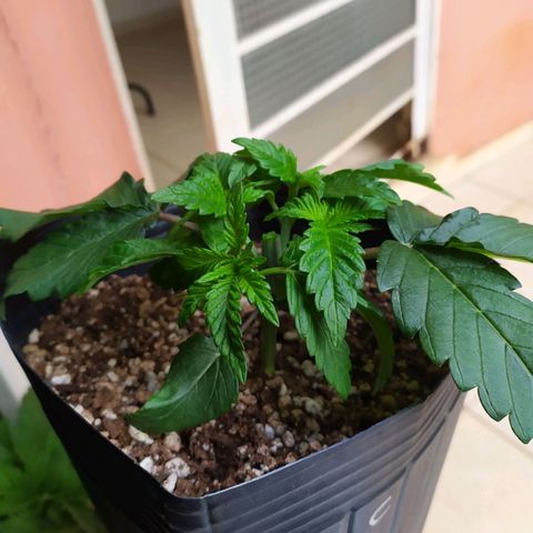 OK3 growlog timeline photo