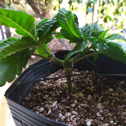 OK3 growlog timeline photo