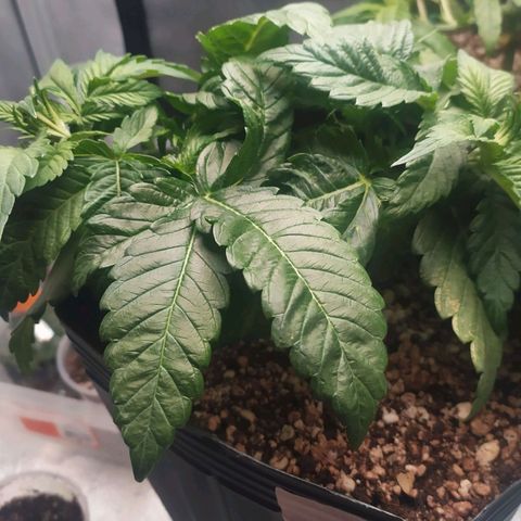 OK3 growlog timeline photo