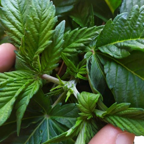 OK3 growlog timeline photo