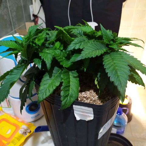 OK3 growlog timeline photo