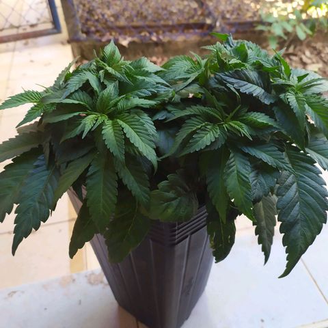 OK3 growlog timeline photo
