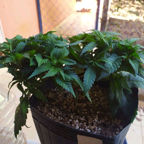 OK3 growlog timeline photo