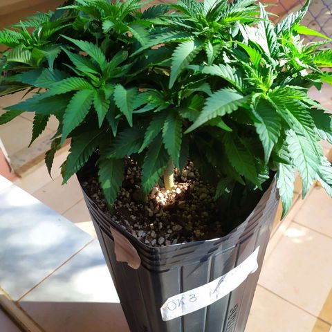 OK3 growlog timeline photo