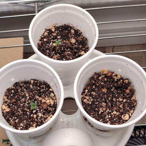 Speranza growlog timeline photo