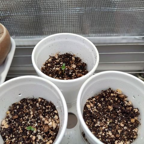 Speranza growlog timeline photo