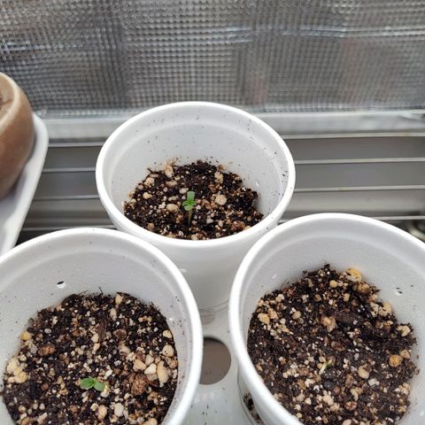 Speranza growlog timeline photo