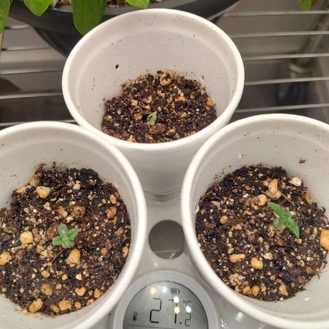 Speranza growlog photo: Rega com 30ml em casa muda 