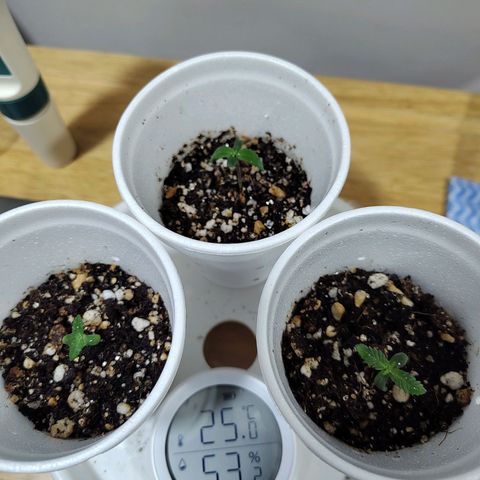 Speranza growlog photo: Rega com 45ml de agua destilada em cada copo

Copo com substrato seco pesando 40g cada e 80g após a rega

Runoff:

PH 7
EC 1.3
PPM 686