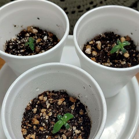 Speranza growlog timeline photo