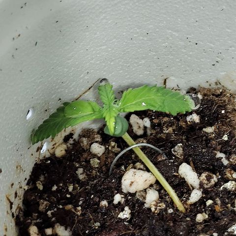 Speranza growlog timeline photo