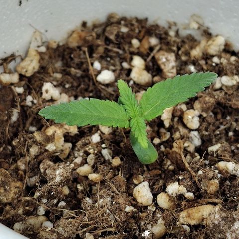 Speranza growlog timeline photo