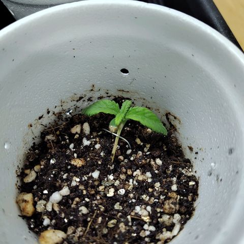 Speranza growlog timeline photo