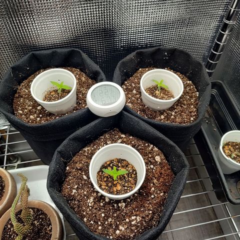 Speranza growlog timeline photo