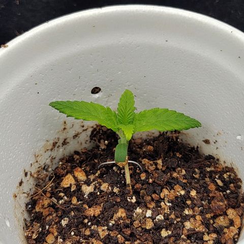 Speranza growlog timeline photo