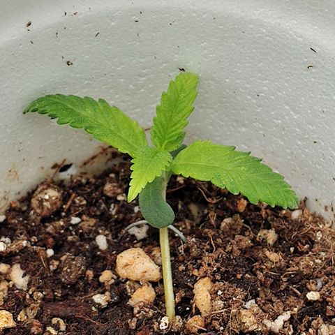 Speranza growlog timeline photo