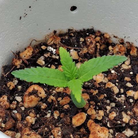 Speranza growlog timeline photo