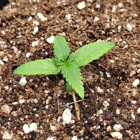 Speranza growlog photo: Passadas do copo de isopor para vasos de feltro de 7l. 

Solo: Carolina soil (turfa, vermiculita), perlita, fibra de coco e húmus. 