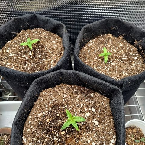 Speranza growlog photo: Passadas do copo de isopor para vasos de feltro de 7l. 

Solo: Carolina soil (turfa, vermiculita), perlita, fibra de coco e húmus. 