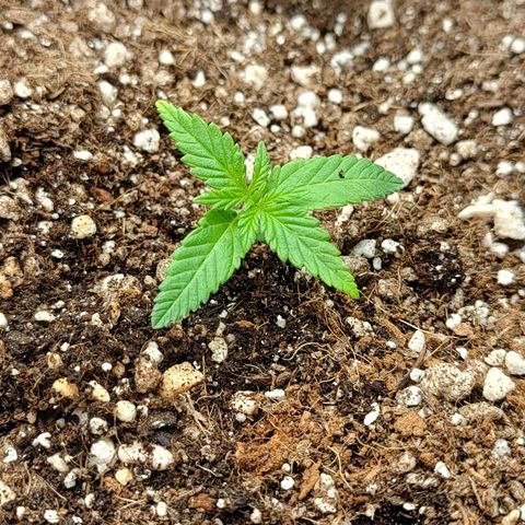 Speranza growlog photo: Passadas do copo de isopor para vasos de feltro de 7l. 

Solo: Carolina soil (turfa, vermiculita), perlita, fibra de coco e húmus. 