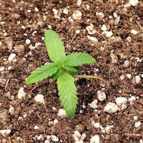 Speranza growlog photo: Passadas do copo de isopor para vasos de feltro de 7l. 

Solo: Carolina soil (turfa, vermiculita), perlita, fibra de coco e húmus. 