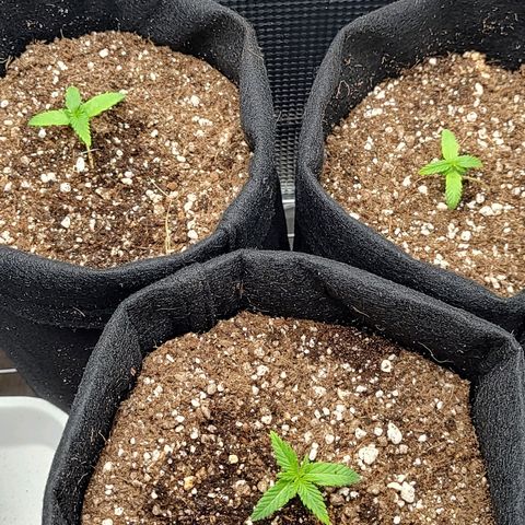 Speranza growlog photo: Passadas do copo de isopor para vasos de feltro de 7l. 

Solo: Carolina soil (turfa, vermiculita), perlita, fibra de coco e húmus. 