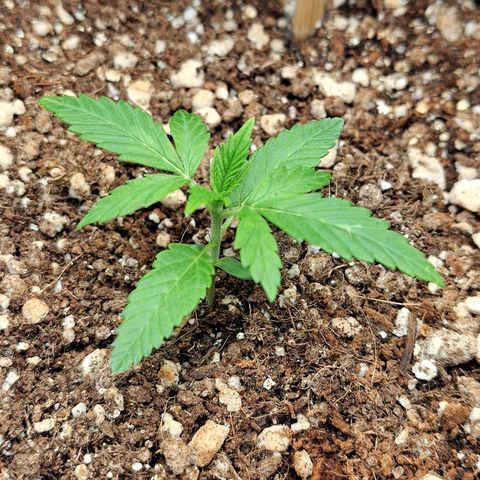 Speranza growlog timeline photo