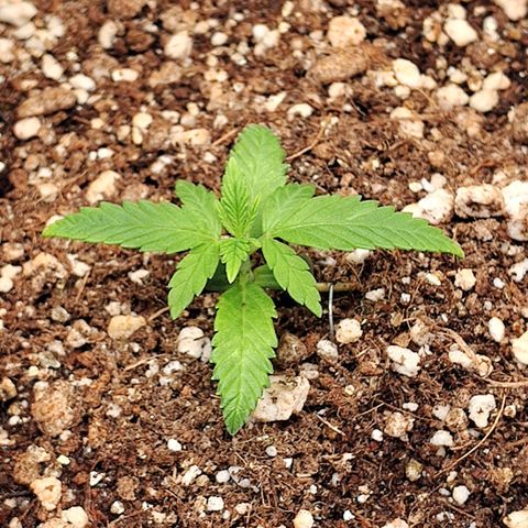 Speranza growlog timeline photo