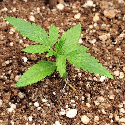 Speranza growlog timeline photo