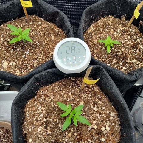 Speranza growlog timeline photo