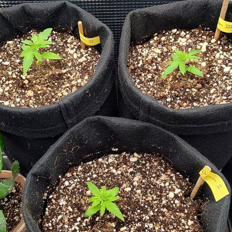 Speranza growlog timeline photo