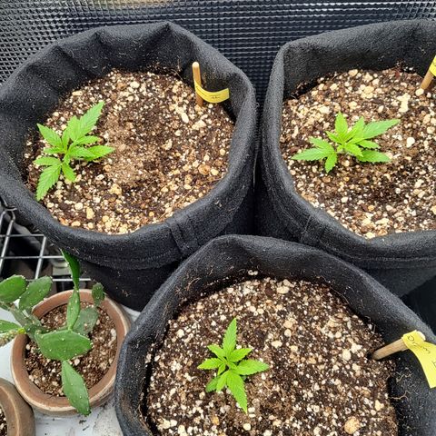 Speranza growlog timeline photo
