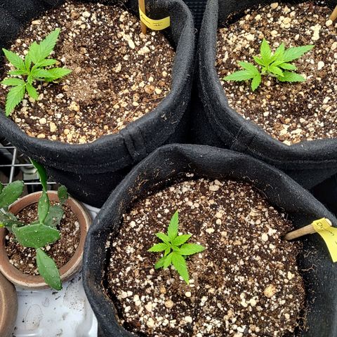 Speranza growlog timeline photo