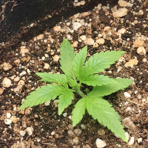 Speranza growlog timeline photo