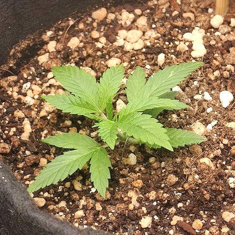 Speranza growlog timeline photo