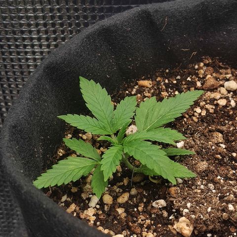 Speranza growlog timeline photo