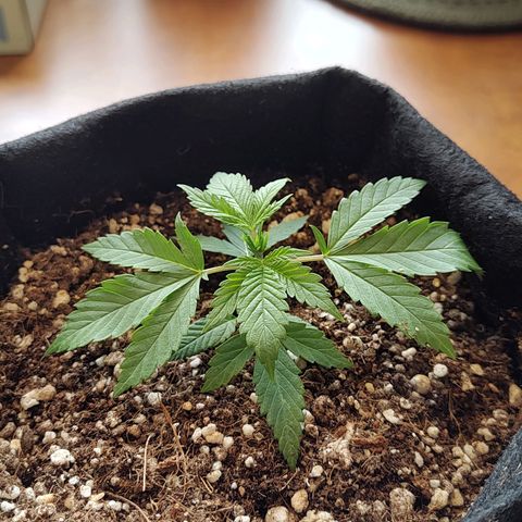 Speranza growlog timeline photo